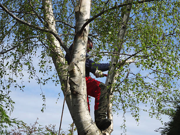 Professional Tree Services in Russell, PA